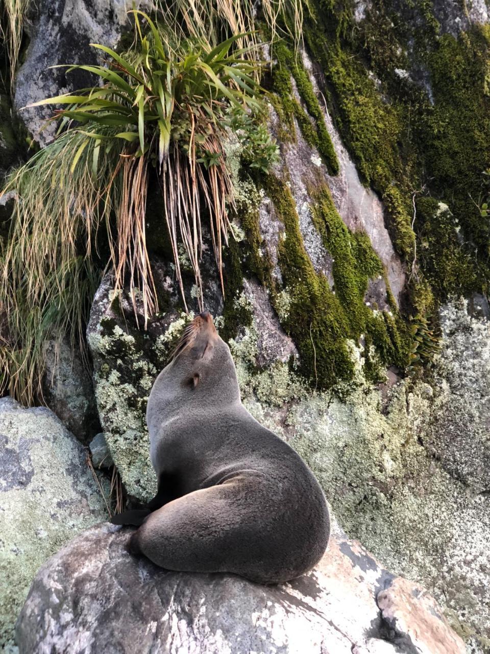 Milford Sound Overnight Cruise - Fiordland Discovery المظهر الخارجي الصورة